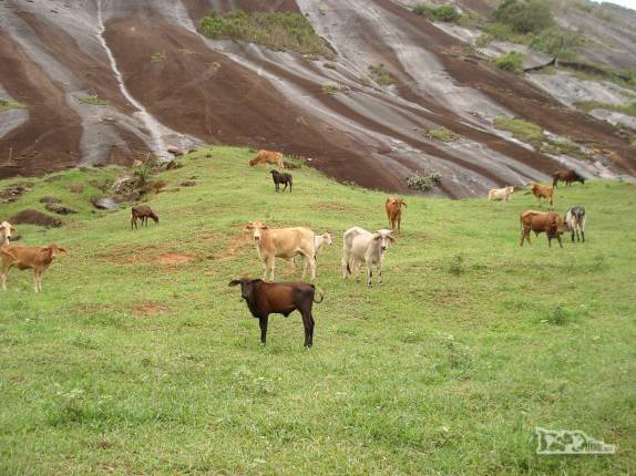 Criação de gado na área do parque na região de Pancas, nos Pontões Capixabas, noroeste do Espírito Santo (foto de Dez/2008)